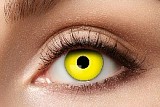    Yellow Crow Eye