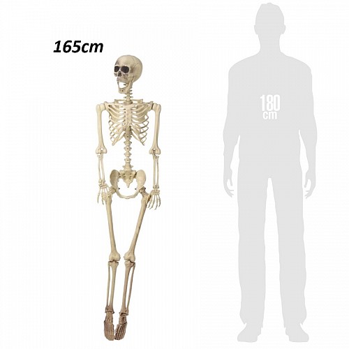   165cm