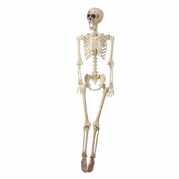   165cm